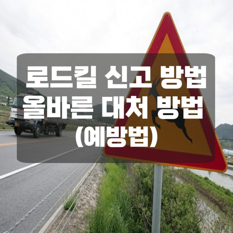 로드킬 신고방법과 대처방법